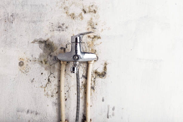 Best Black Mold Removal  in Seaford, NY