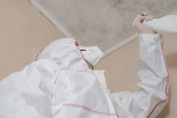 Professional Mold Removal in Seaford, NY