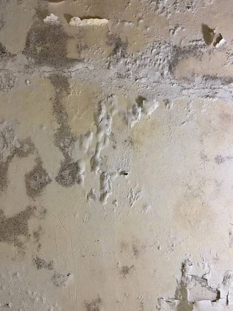 Best Mold Damage Repair  in Seaford, NY