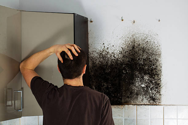 Best Toxic Mold Removal  in Seaford, NY